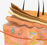ONLINE  COURSE: Skin, Our Living Canvas: Life Within The Dermatological Barrier. - Membrane Post Care Products Inc.